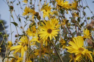 Helianthus tüberosus bitkisinin sarı çiçekleri