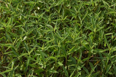 Helianthus tüberozus taze bitkiler