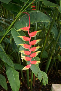 Heliconia Rostrata 'nın sarı ve kırmızı cilt rengi
