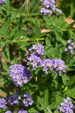 Heliotropium amplexicaule bitkisinin mor çiçekleri