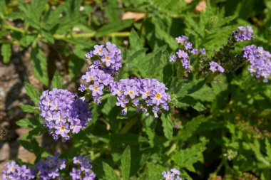 Heliotropium amplexicaule bitkisinin mor çiçekleri