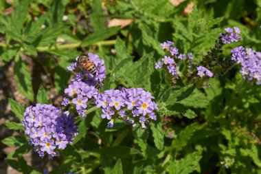 Heliotropium amplexicaule bitkisinin mor çiçekleri