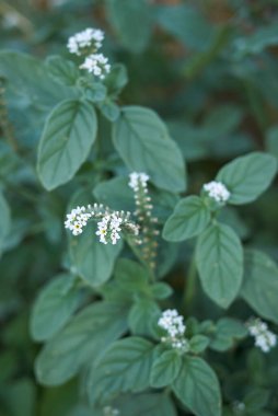 Helotropium europaeum 'un beyaz çiçekleri