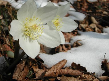 Helleborus kışın çiçek açar
