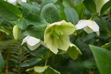 Helleborus orientalis infloresans manzarası