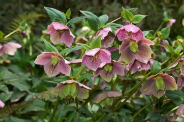 Helleborus orientalis infloresans manzarası