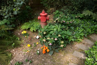 Helleborus orientalis infloresans manzarası