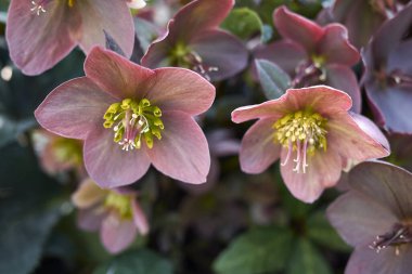 Helleborus Orientalis çiçeği. Yaklaş.
