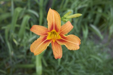 Hemerocallis fulva çiçek açtı