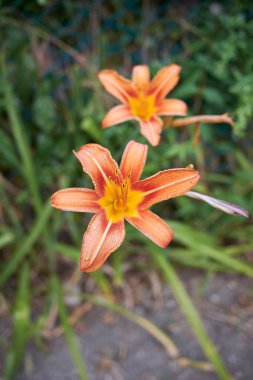 Hemerocallis fulva portakal çiçekleri
