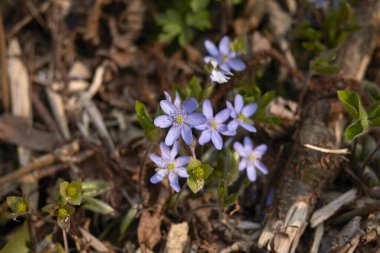 Hepatica nobilis açık mor infloresans