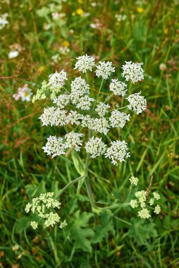 Herakleum sphondylium beyaz çiçek başı, yaklaşın.