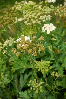 Herakleum sphondylium beyaz çiçek başı, yaklaşın.