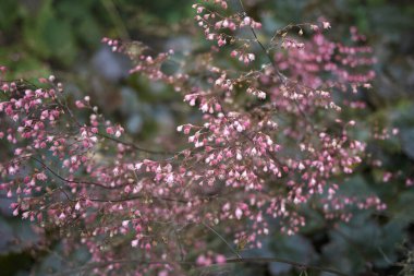 Heuchera rengarenk yeşillikler yakın.