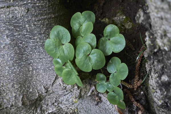 Hepatica Nobilis Bitkisinin Dokulu Yaprakları — Stok fotoğraf