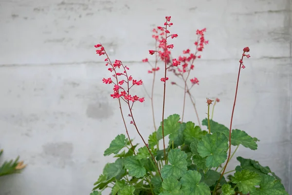 Heuchera Sanguinea Flower Pot — Stock Photo, Image