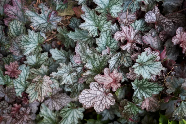 Heuchera micrantha in a pot