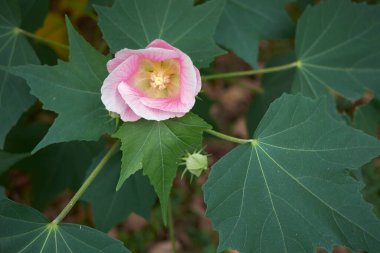 Hibiscus değişkenlerinin görünümü