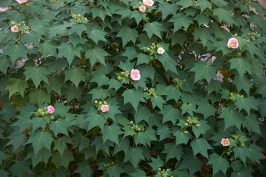 Hibiscus değişkenlerinin görünümü