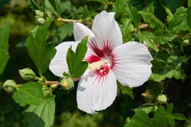 Hibiscus syriacus beyaz çiçeği