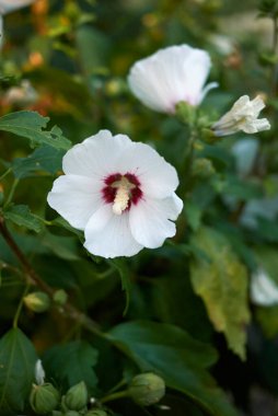 Hibiscus syriacus beyaz çiçeği