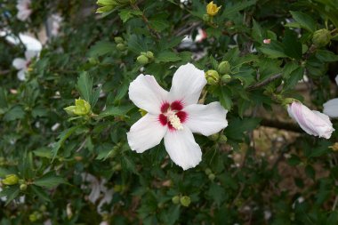Hibiscus syriacus beyaz çiçeği
