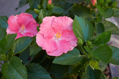 Hibiscus rosa-sinensis çiçeği