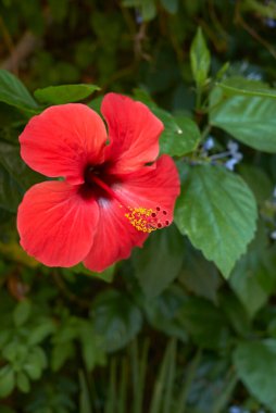 Hibiscus rosa-sinensis çiçeği