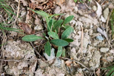 Hiyerakyum yastık çiçeği ve yaprak, kapatın.