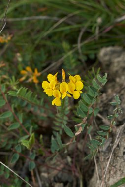 Hipokrat, sarı çiçekler ve dokulu yapraklar.