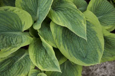 Hosta sieboldiana beyaz çiçeklerle kapatın