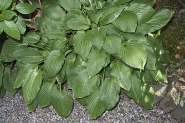Hosta bitkilerinin yemyeşil yaprakları