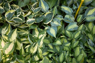 Hosta desenli yeşilliğin görünümü