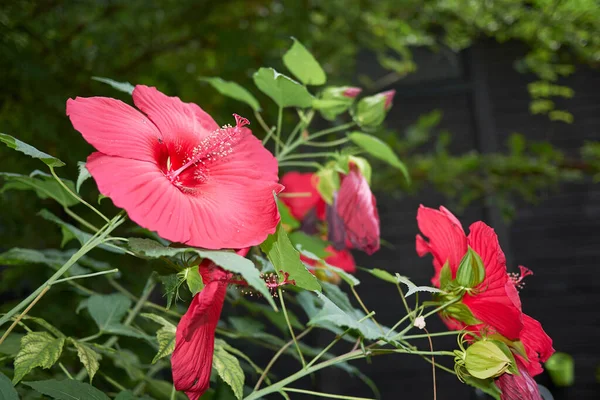 Hibiscus sivrisinekleri kızıl kızıllık.