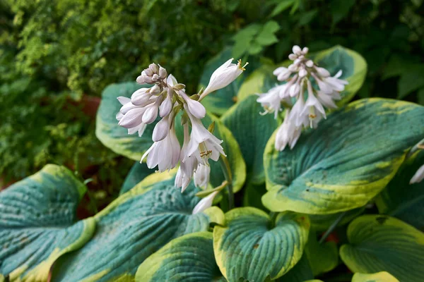 Hosta Sieboldiana Close White Flowers — Stock Photo, Image