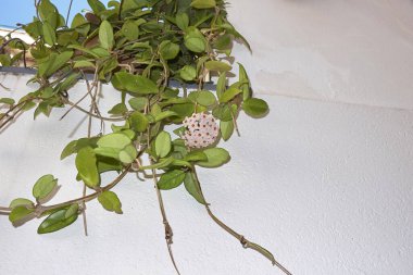 Hoya carnosa çiçek açtı.