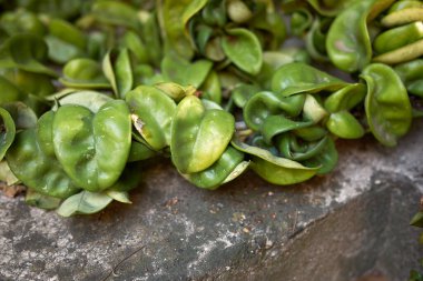 Hoya carnosa compacta sulu yapraklar