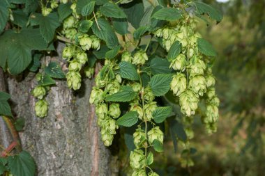 Humulus lupulus görüntüsü