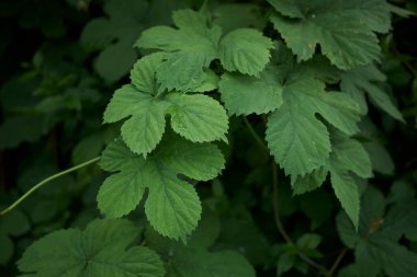 Humulus lupulus taze yaprakları