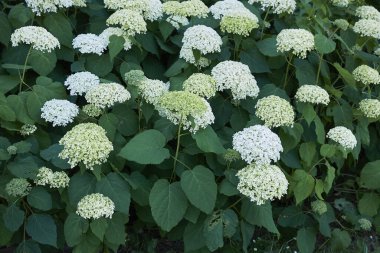 Ortanca ağaçlarının çiçek açması manzarası