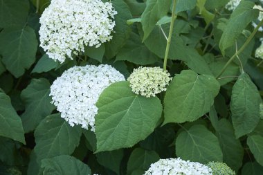 Ortanca ağaçlarının çiçek açması manzarası