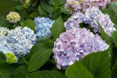 Ortanca makrofili rengarenk şişkinlik.