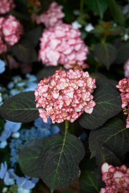 Hydrangea makrophylla çalılığının renkli çiçekleri