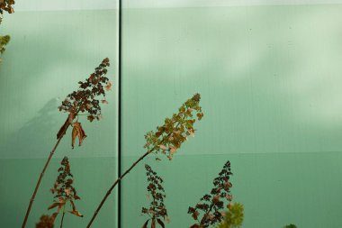 Çiçek açmış ortanca paniklemesi 