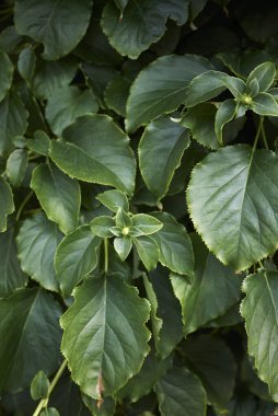 Hydrangea petiolaris, yaklaşın.