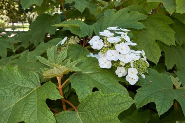 Hydrangea quercifolia shrub in bloom clipart