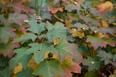 Hydrangea quercifolia colorful foliage in autumn clipart