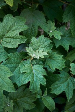 Çiçek açan ortanca kiraz ağacı çalısı