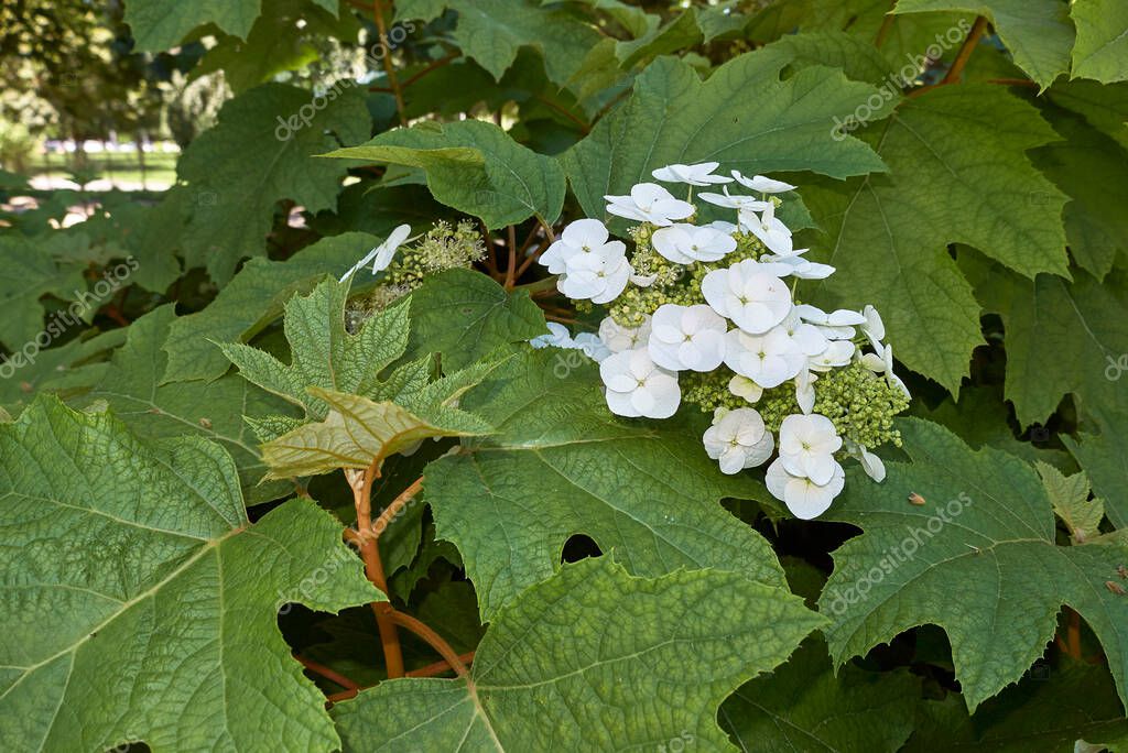 Hydrangea quercifolia arbusto en flor 2023