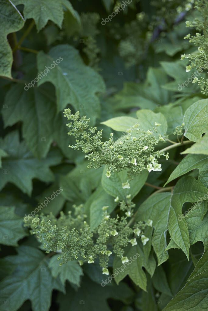 Hydrangea quercifolia arbusto en flor 2022